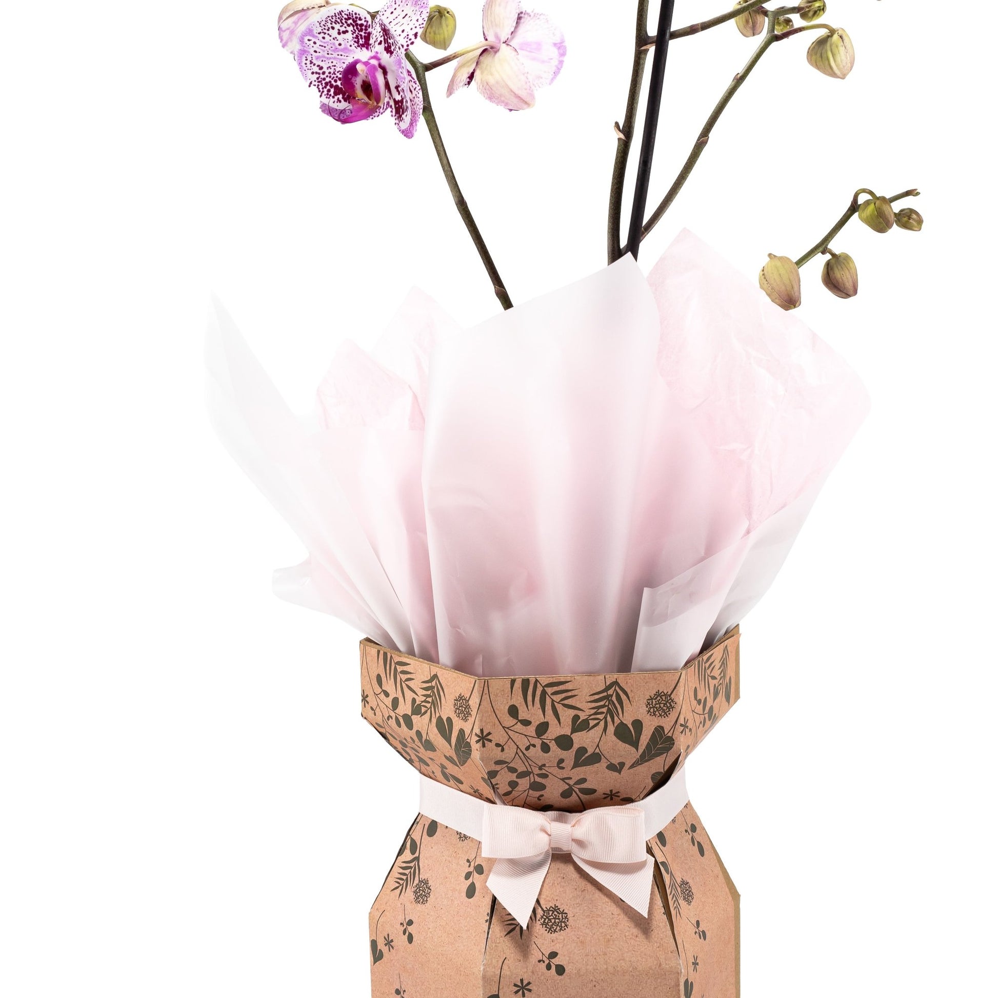 Phalaenopsis 12cm Single Stem Gift Box - Orchid The Horti House