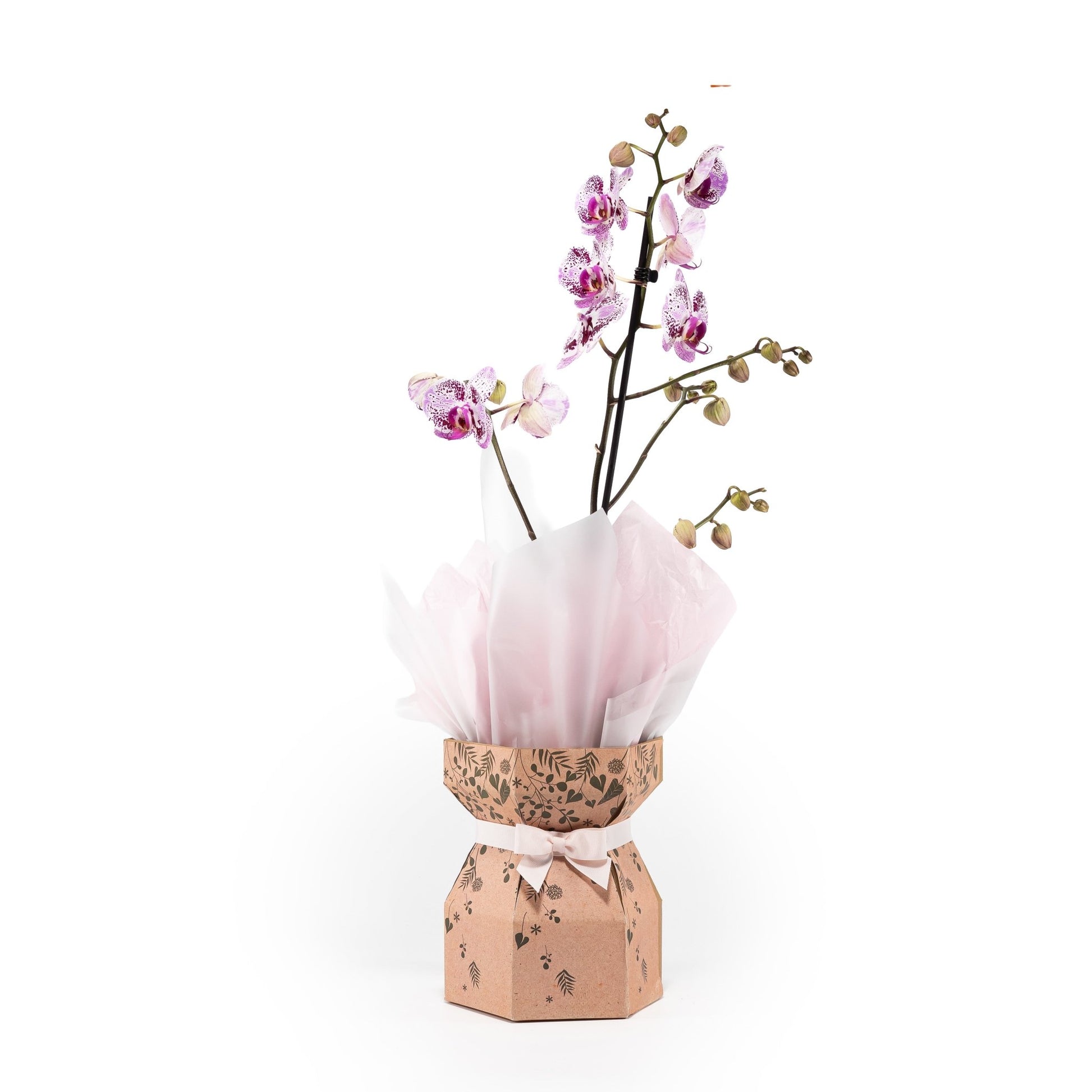 Phalaenopsis 12cm Single Stem Gift Box - Orchid The Horti House