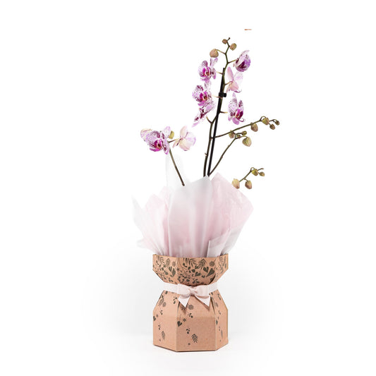 Phalaenopsis 12cm Single Stem Gift Box - Orchid The Horti House