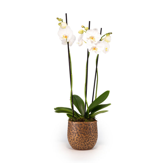 Phalaenopsis 12cm Triple Stem in Artisan No.1 Ceramic - Orchid The Horti House