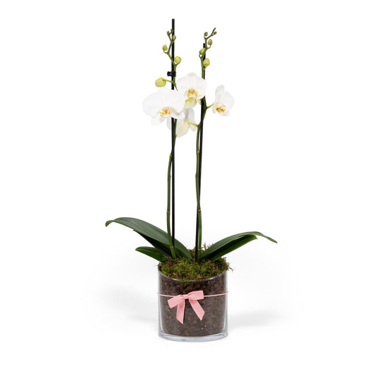Phalaenopsis 12cm Twin Stem Mix In Glass Planter - AYR - Orchid The Horti House