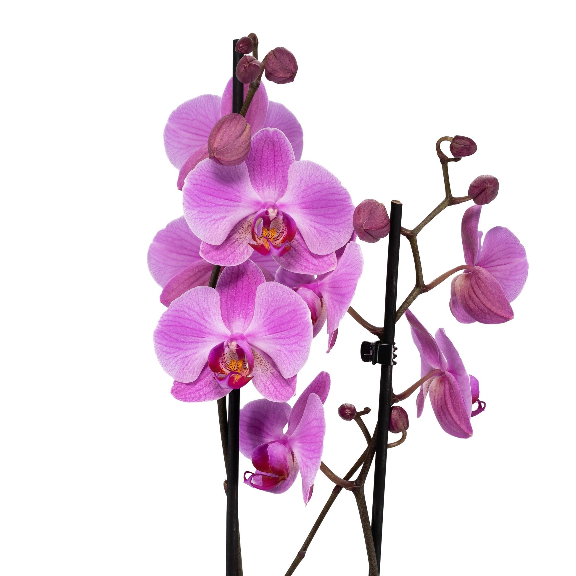 Phalaenopsis 12cm Twin Stem Mix in Hampshire Ceramic - Orchid The Horti House
