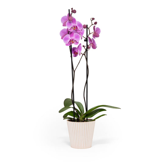 Phalaenopsis 12cm Twin Stem Mix in Hampshire Ceramic - Orchid The Horti House