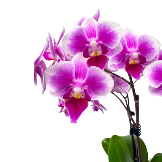 Phalaenopsis 9cm Trio Planter Pink - Orchid The Horti House