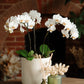 Phalaenopsis 9cm Trio Planter White - Orchid The Horti House