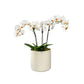 Phalaenopsis 9cm Trio Planter White - Orchid The Horti House