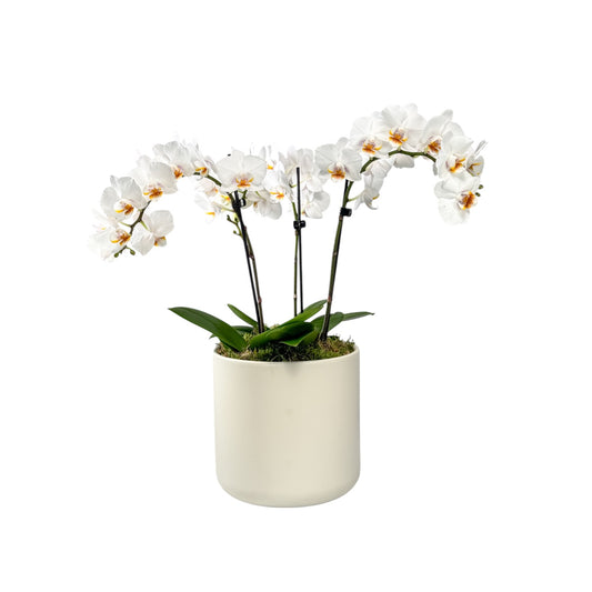 Phalaenopsis 9cm Trio Planter White - Orchid The Horti House