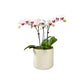 Phalaenopsis 9cm Trio Planter White - Orchid The Horti House
