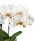 Phalaenopsis 9cm Triple Planter - Orchid The Horti House