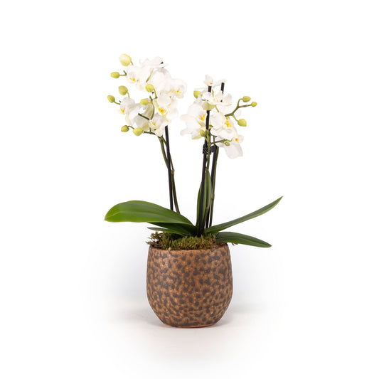 Phalaenopsis 9cm Triple Stem in Artisan No.1 Ceramic - Orchid The Horti House