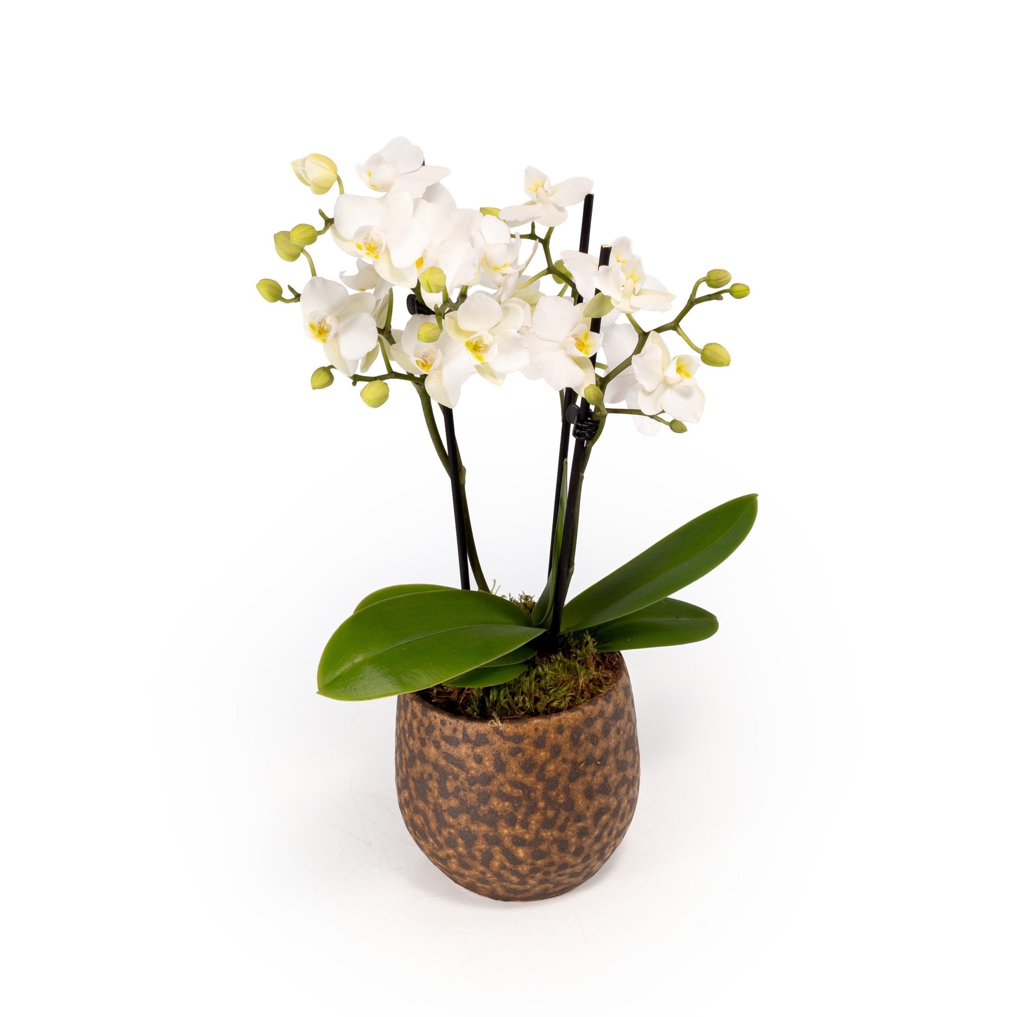 Phalaenopsis 9cm Triple Stem in Artisan No.1 Ceramic – The Horti House