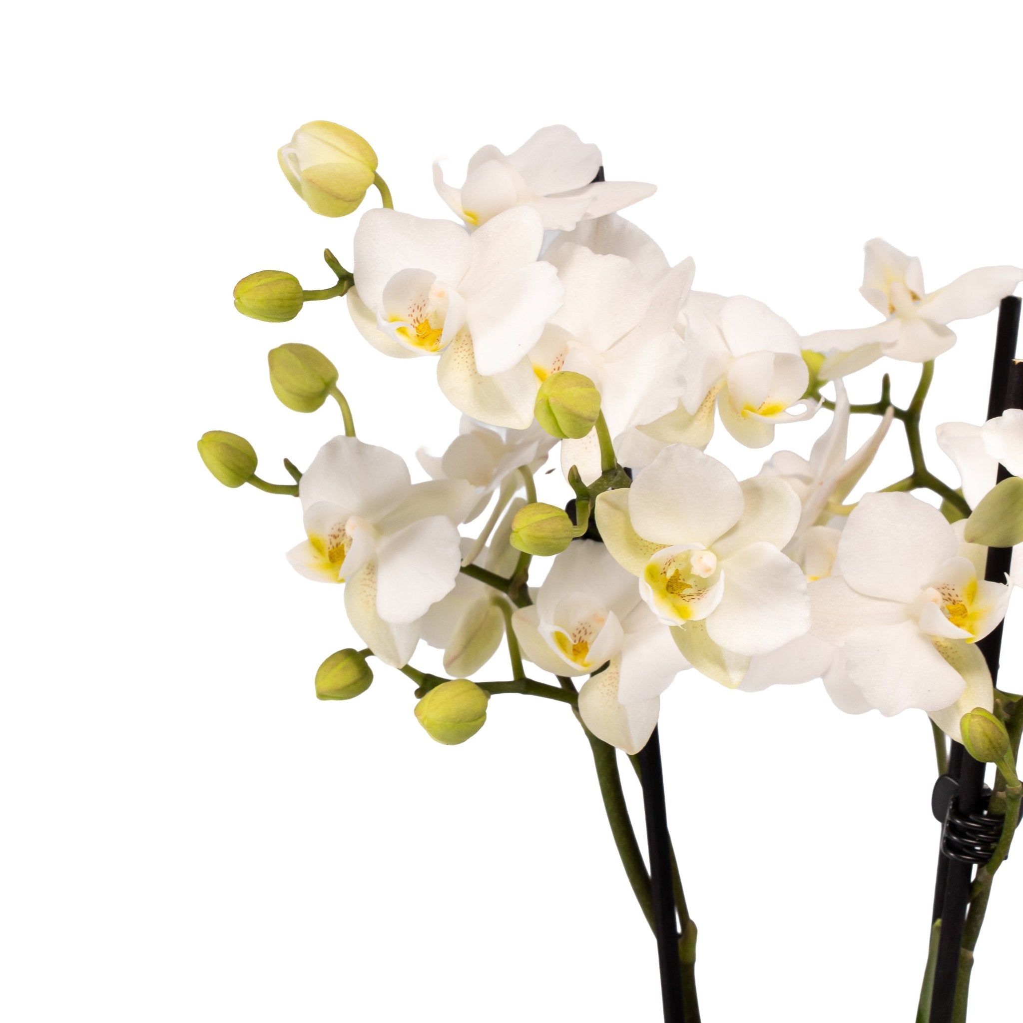 Phalaenopsis 9cm Triple Stem in Artisan No.1 Ceramic – The Horti House