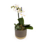 Phalaenopsis 9cm Twin Stem Christmas Planter - Orchid The Horti House