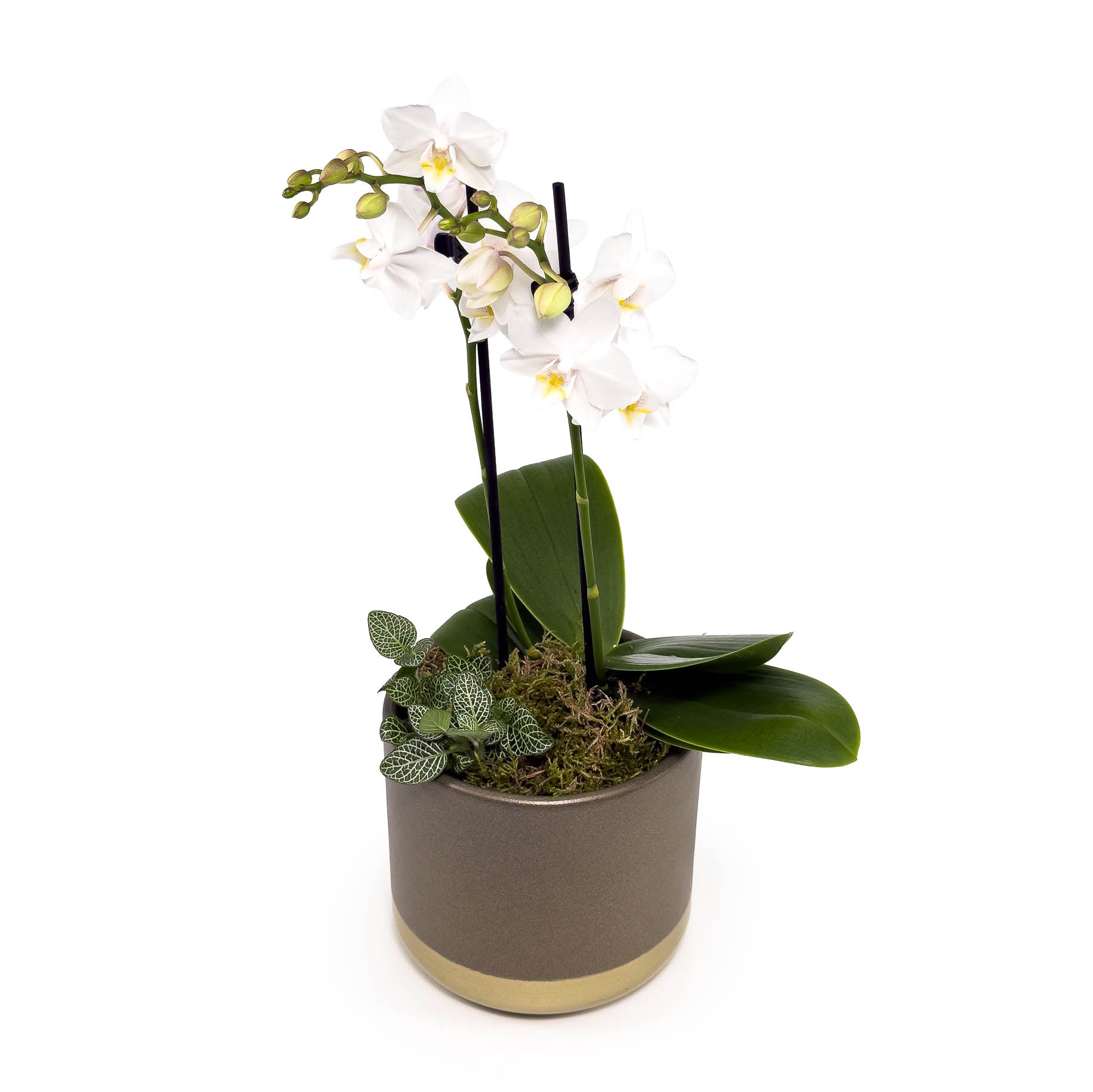 Phalaenopsis 9cm Twin Stem Christmas Planter - Orchid The Horti House