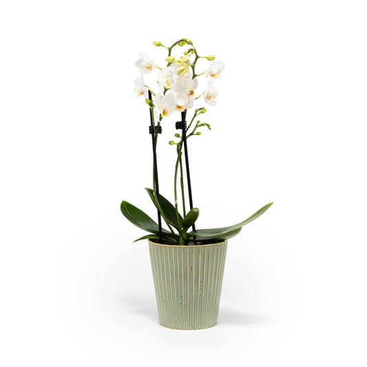 Phalaenopsis 9cm Twin Stem Mix in Hampshire Ceramic - Orchid The Horti House
