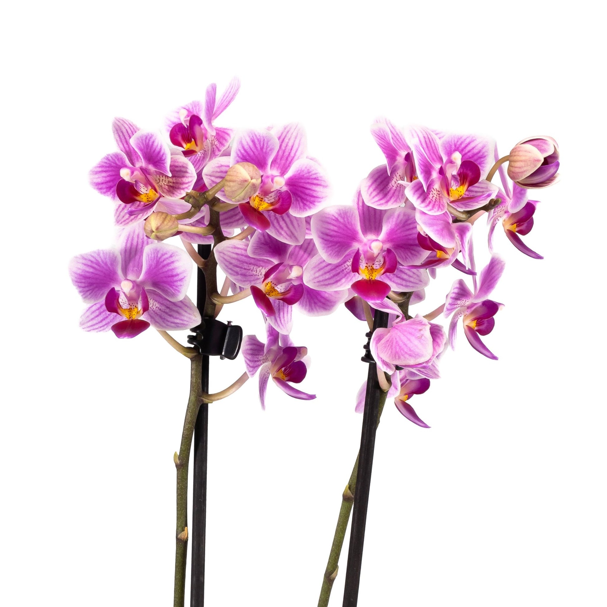 Phalaenopsis 9cm Twin Stem Mix in Hampshire Ceramic - Orchid The Horti House