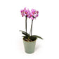 Phalaenopsis 9cm Twin Stem Mix in Hampshire Ceramic - Orchid The Horti House