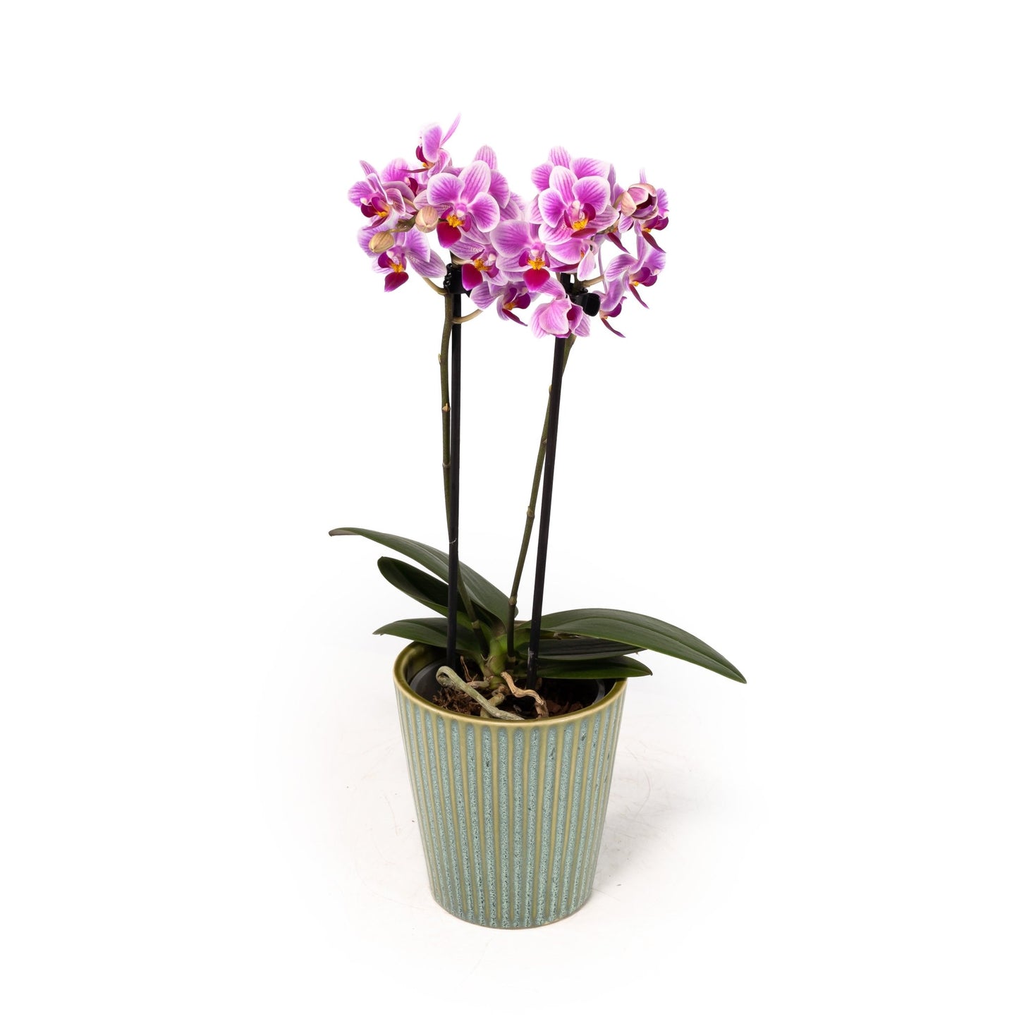 Phalaenopsis 9cm Twin Stem Mix in Hampshire Ceramic - Orchid The Horti House