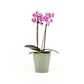 Phalaenopsis 9cm Twin Stem Mix in Hampshire Ceramic - Orchid The Horti House