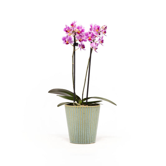 Phalaenopsis 9cm Twin Stem Mix in Hampshire Ceramic - Orchid The Horti House