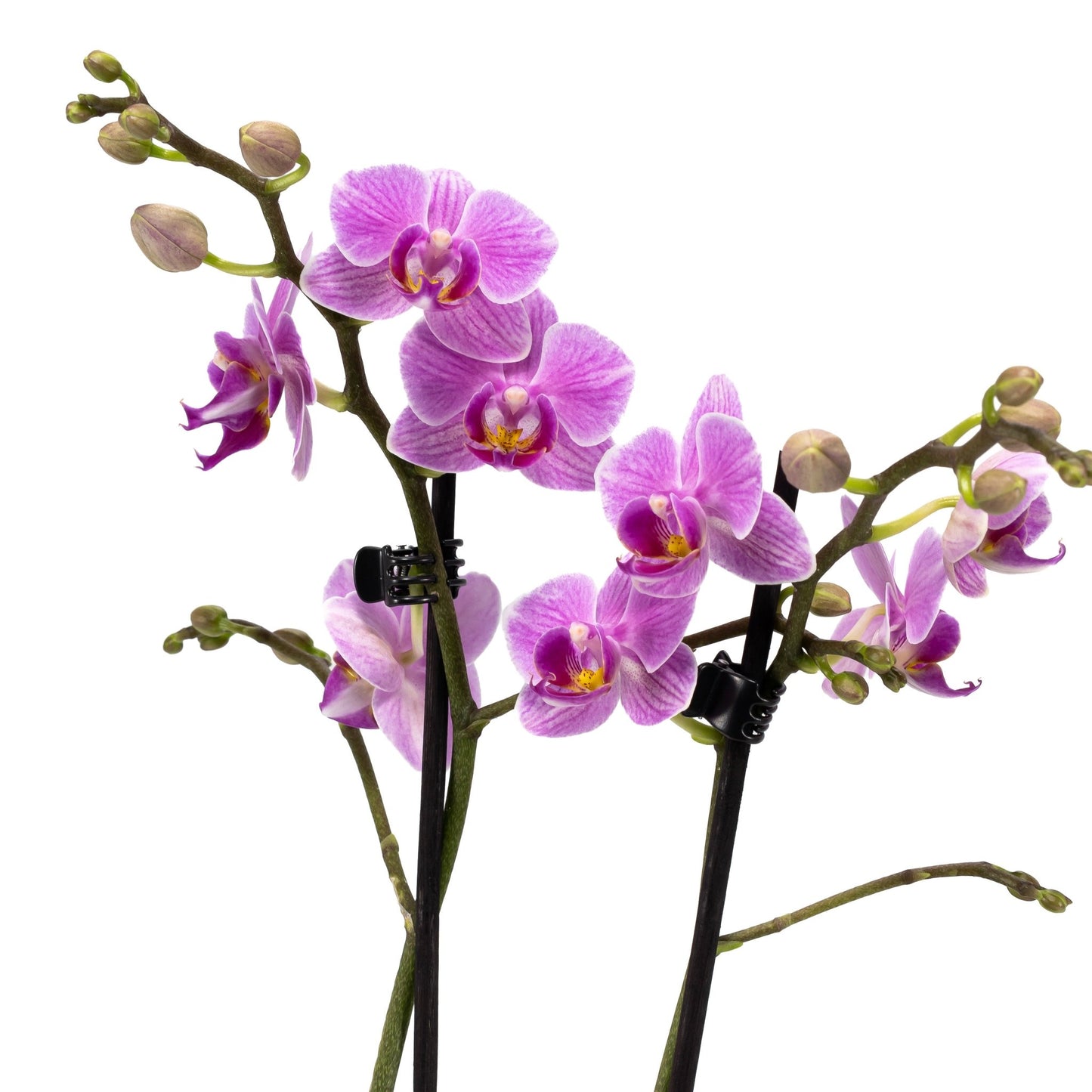 Phalaenopsis 9cm Twin Stem Mix in Hampshire Ceramic - Orchid The Horti House
