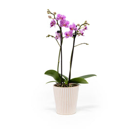 Phalaenopsis 9cm Twin Stem Mix in Hampshire Ceramic - Orchid The Horti House