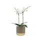 Phalaenopsis 9cm In Christmas Ceramic - Orchid The Horti House