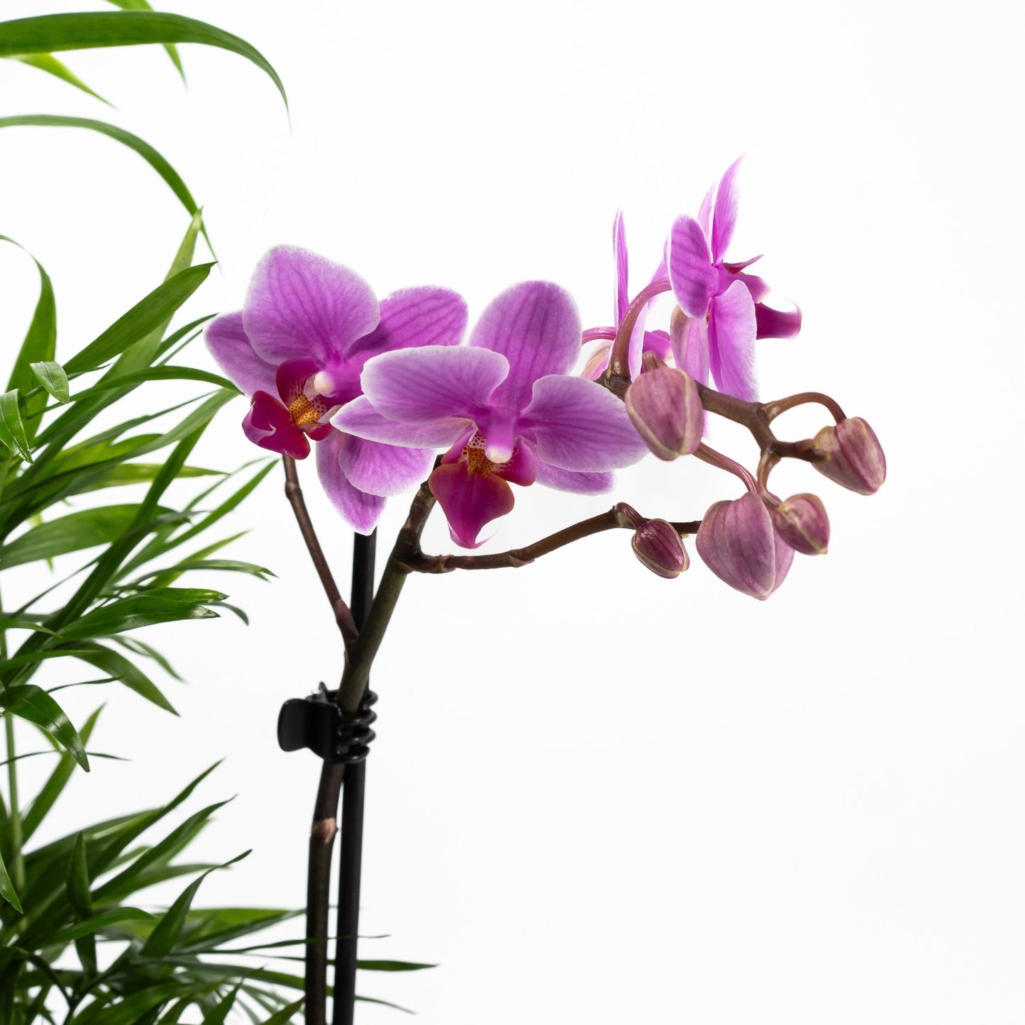 Phalaenopsis Arrangement in 21cm Planter - Orchid The Horti House