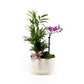 Phalaenopsis Arrangement in 21cm Planter - Orchid The Horti House