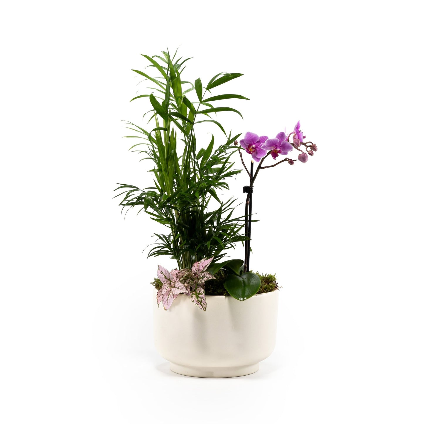 Phalaenopsis Arrangement in 21cm Planter - Orchid The Horti House