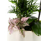 Phalaenopsis Arrangement in 21cm Planter - Orchid The Horti House