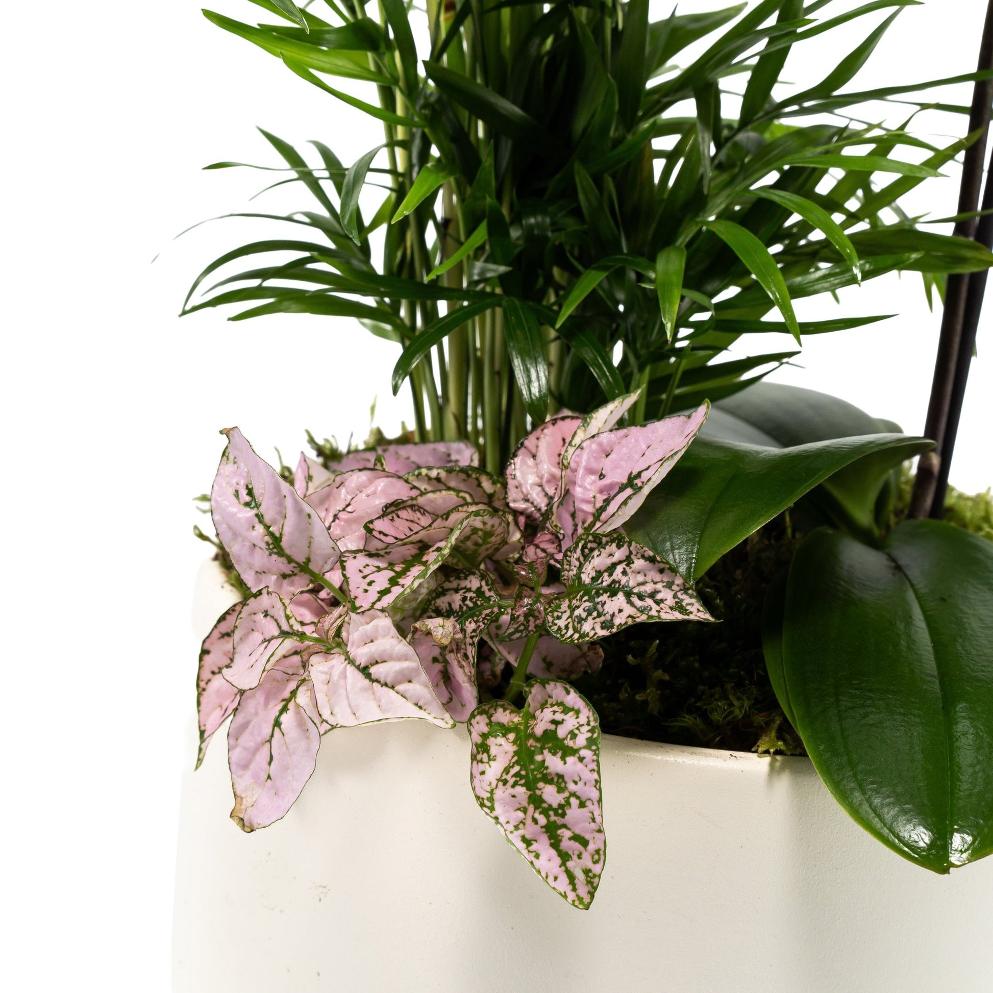 Phalaenopsis Arrangement in 21cm Planter - Orchid The Horti House