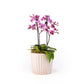 Phalaenopsis Duo in 12cm Windsor Ceramic - Orchid The Horti House