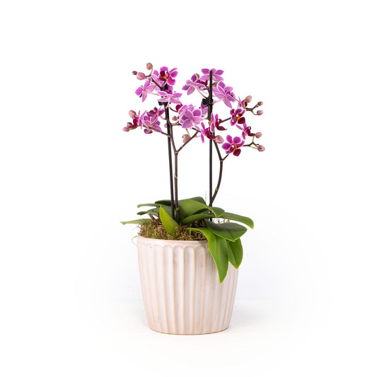 Phalaenopsis Duo in 12cm Windsor Ceramic - Orchid The Horti House