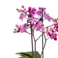Phalaenopsis Duo in 12cm Windsor Ceramic - Orchid The Horti House