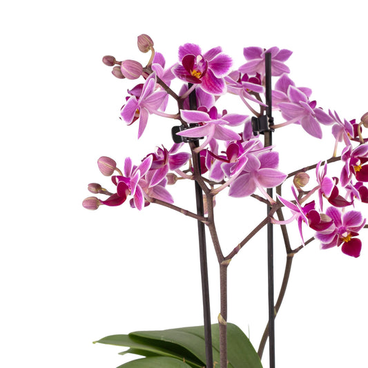 Phalaenopsis Duo in 12cm Windsor Ceramic - Orchid The Horti House