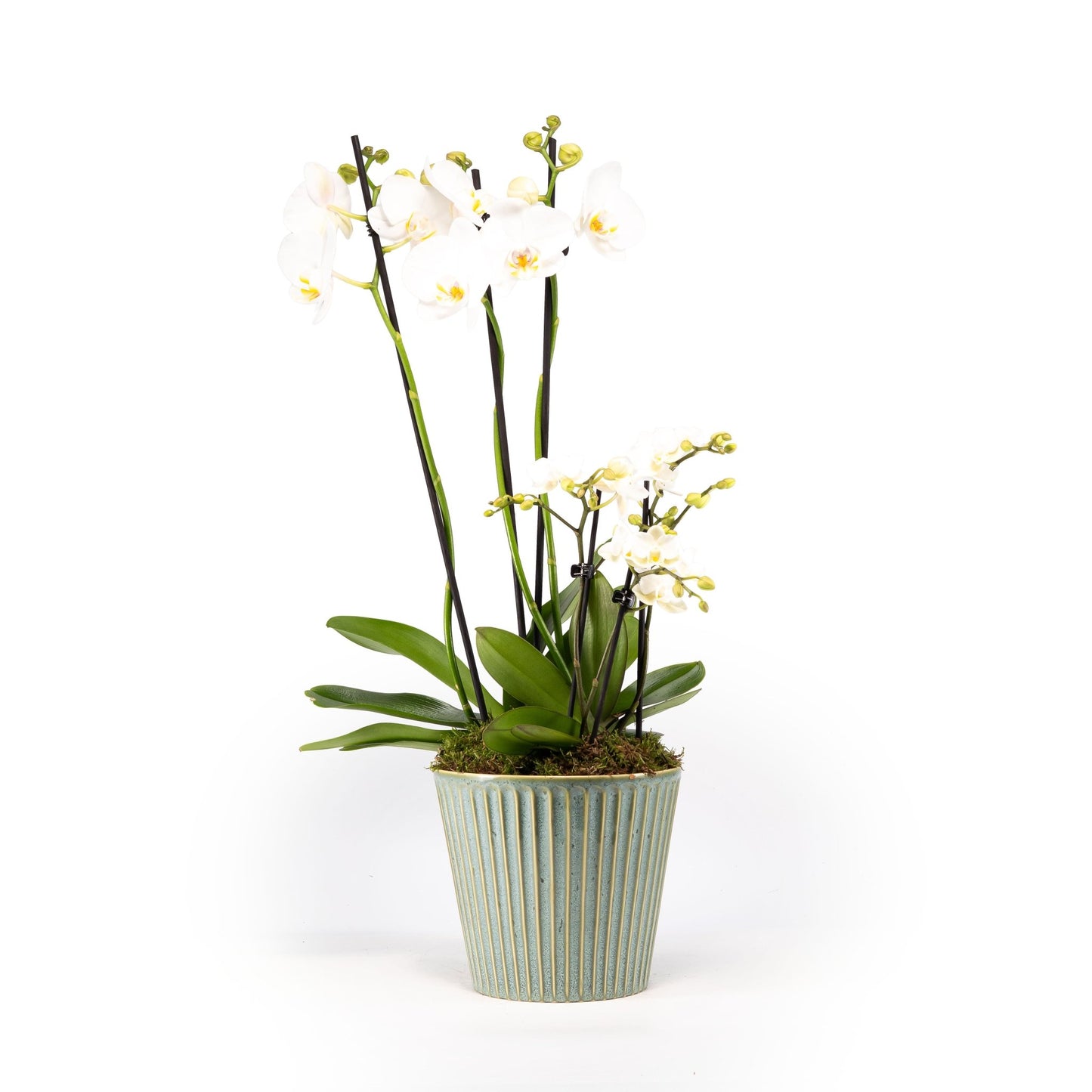 Phalaenopsis Duo in 17cm Hampshire Planter - Orchid The Horti House