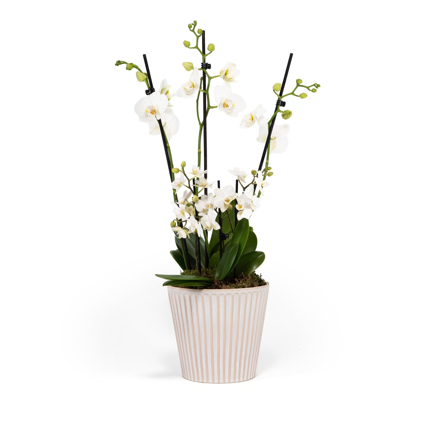 Phalaenopsis Duo in 17cm Hampshire Planter - Orchid The Horti House