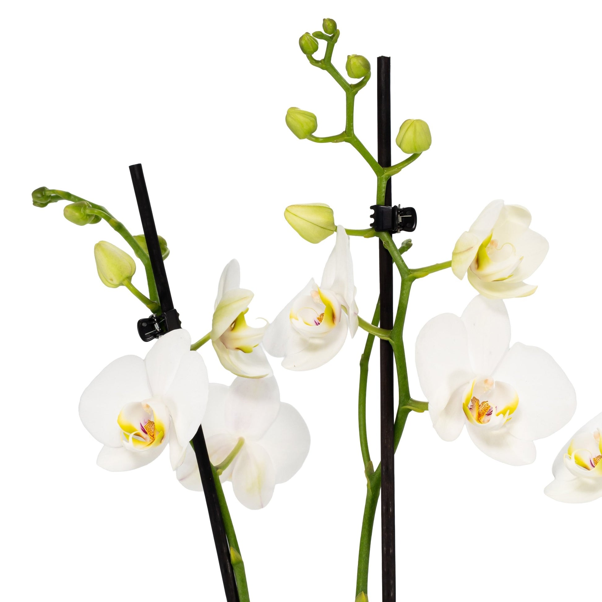 Phalaenopsis Duo in 17cm Hampshire Planter - Orchid The Horti House