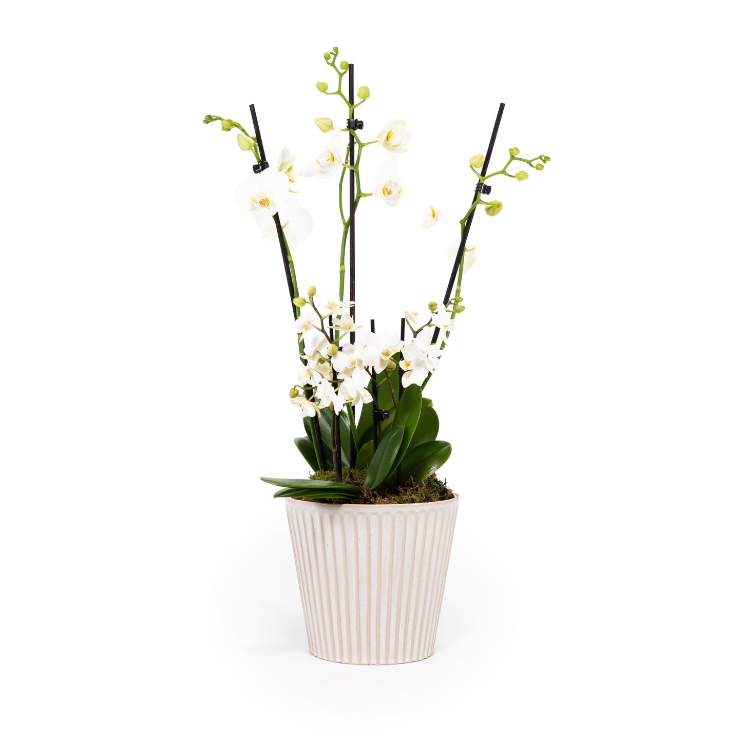 Phalaenopsis Duo in 17cm Hampshire Planter - Orchid The Horti House