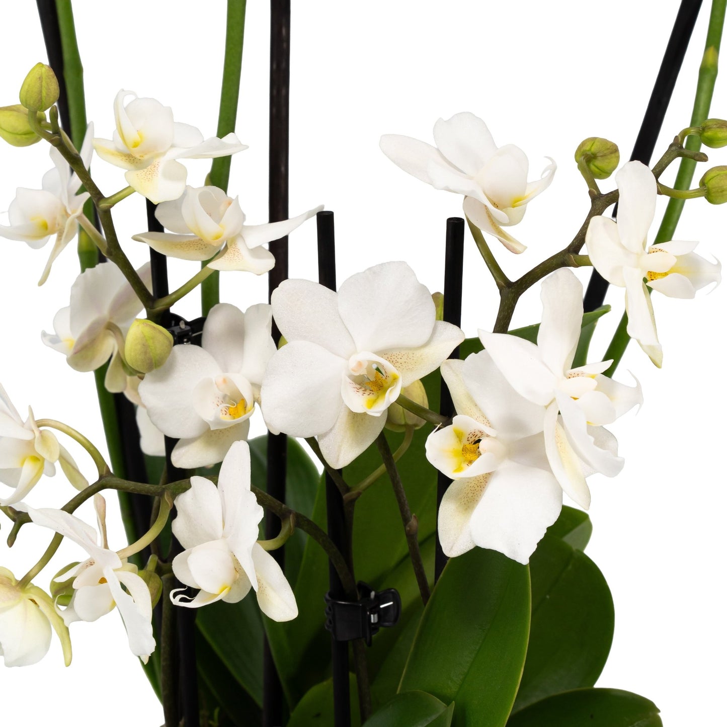 Phalaenopsis Duo in 17cm Hampshire Planter - Orchid The Horti House