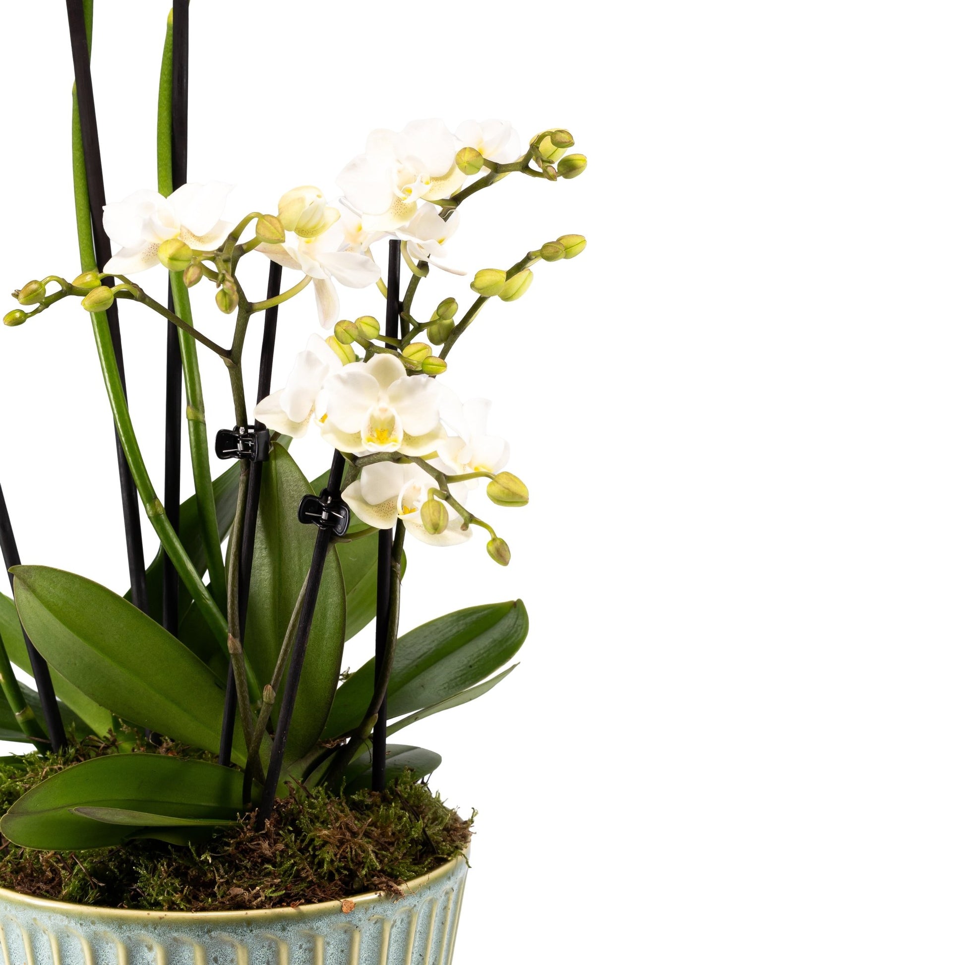 Phalaenopsis Duo in 17cm Hampshire Planter - Orchid The Horti House