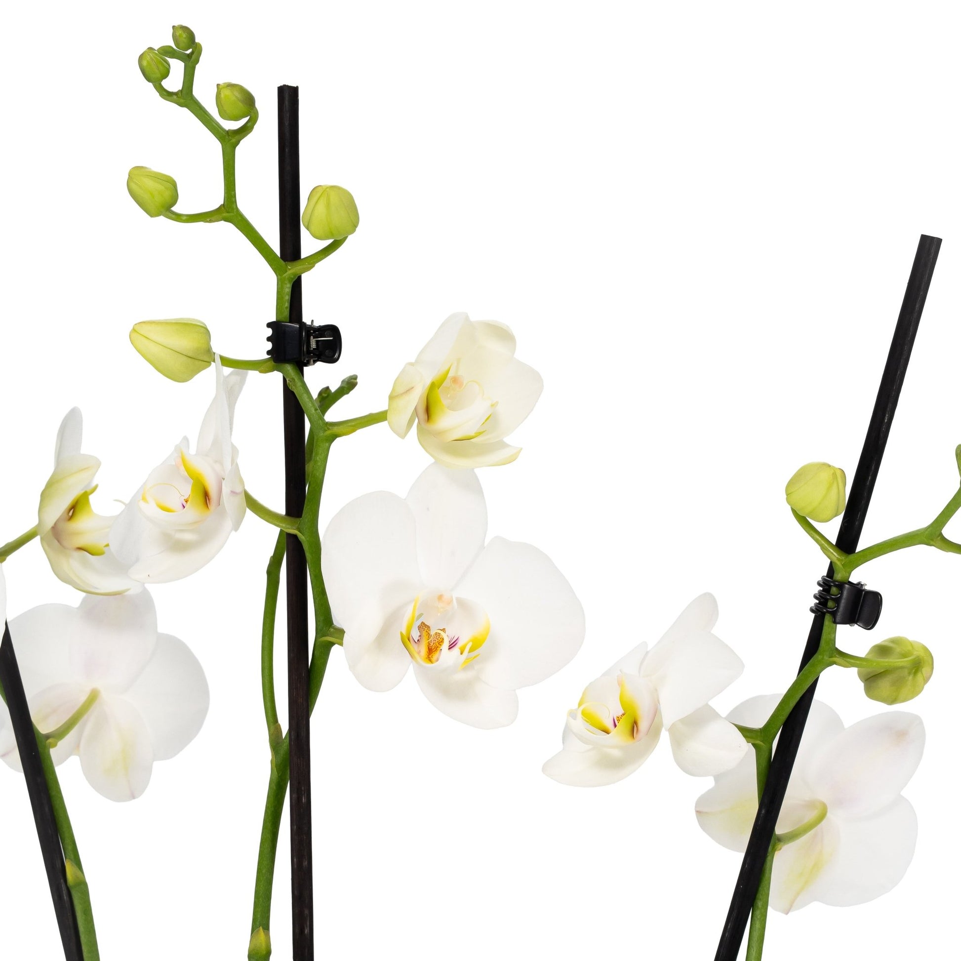 Phalaenopsis Duo in 17cm Hampshire Planter - Orchid The Horti House