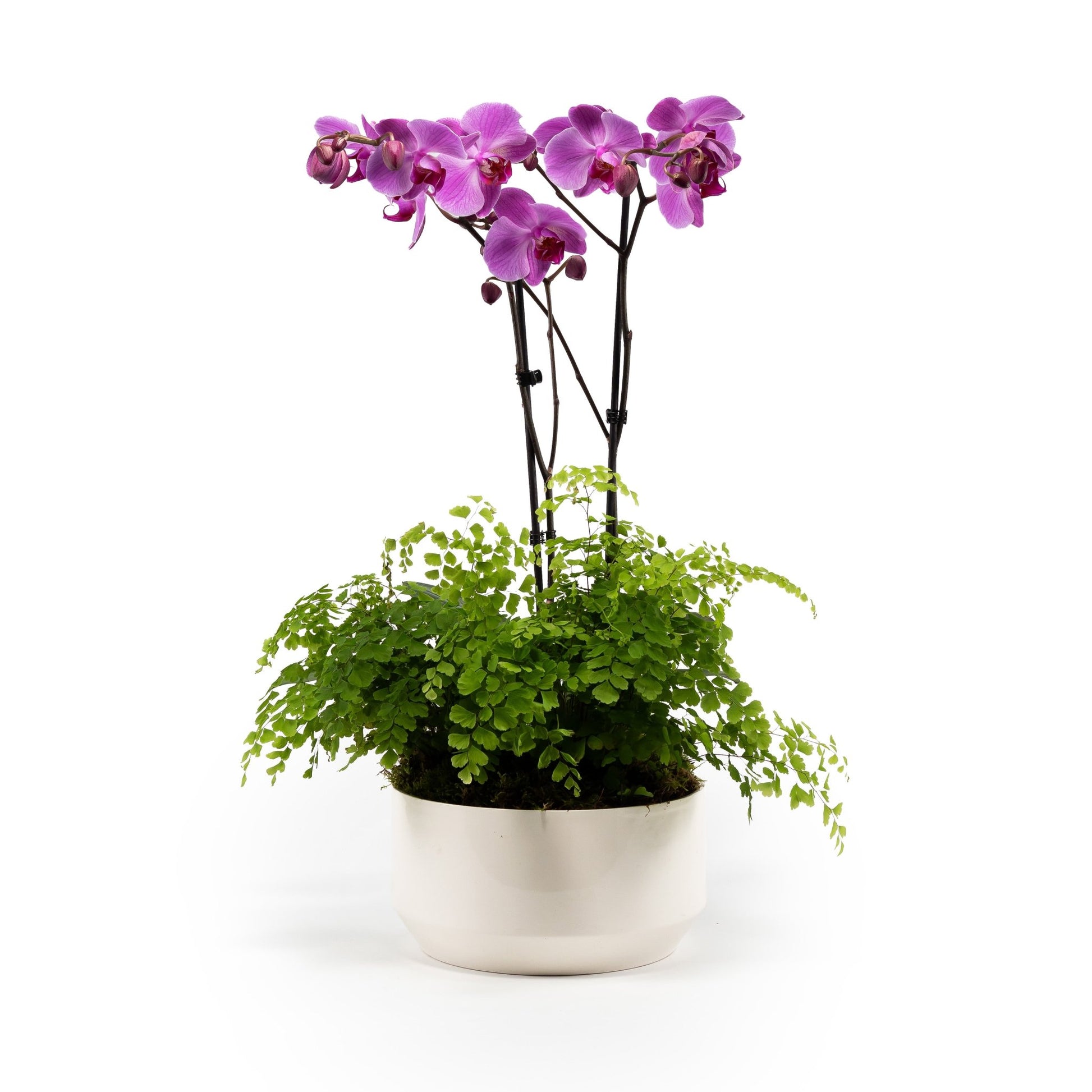 Phalaenopsis & Fern 23cm Planter - Orchid The Horti House