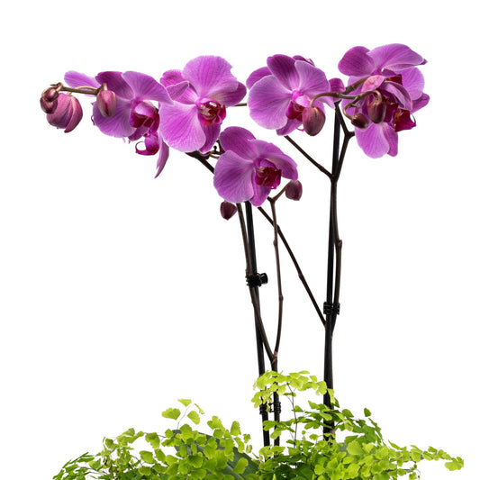 Phalaenopsis & Fern 23cm Planter - Orchid The Horti House