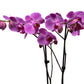 Phalaenopsis & Fern 23cm Planter - Orchid The Horti House