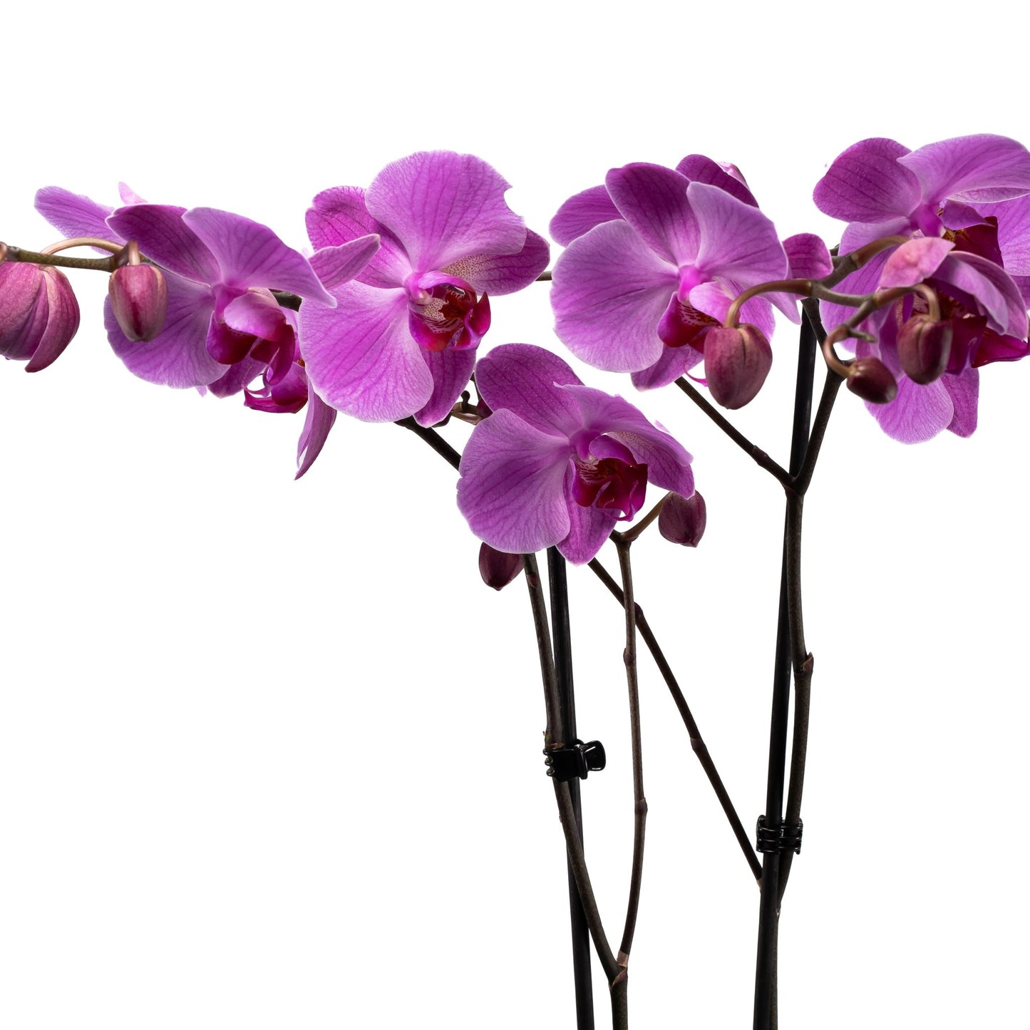 Phalaenopsis & Fern 23cm Planter - Orchid The Horti House