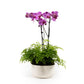 Phalaenopsis & Fern 23cm Planter - Orchid The Horti House