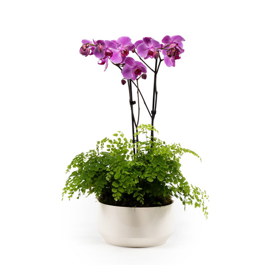 Phalaenopsis & Fern 23cm Planter - Orchid The Horti House