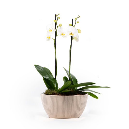 Phalaenopsis Single Stem Duo in Artisan No.4 Planter - Orchid The Horti House